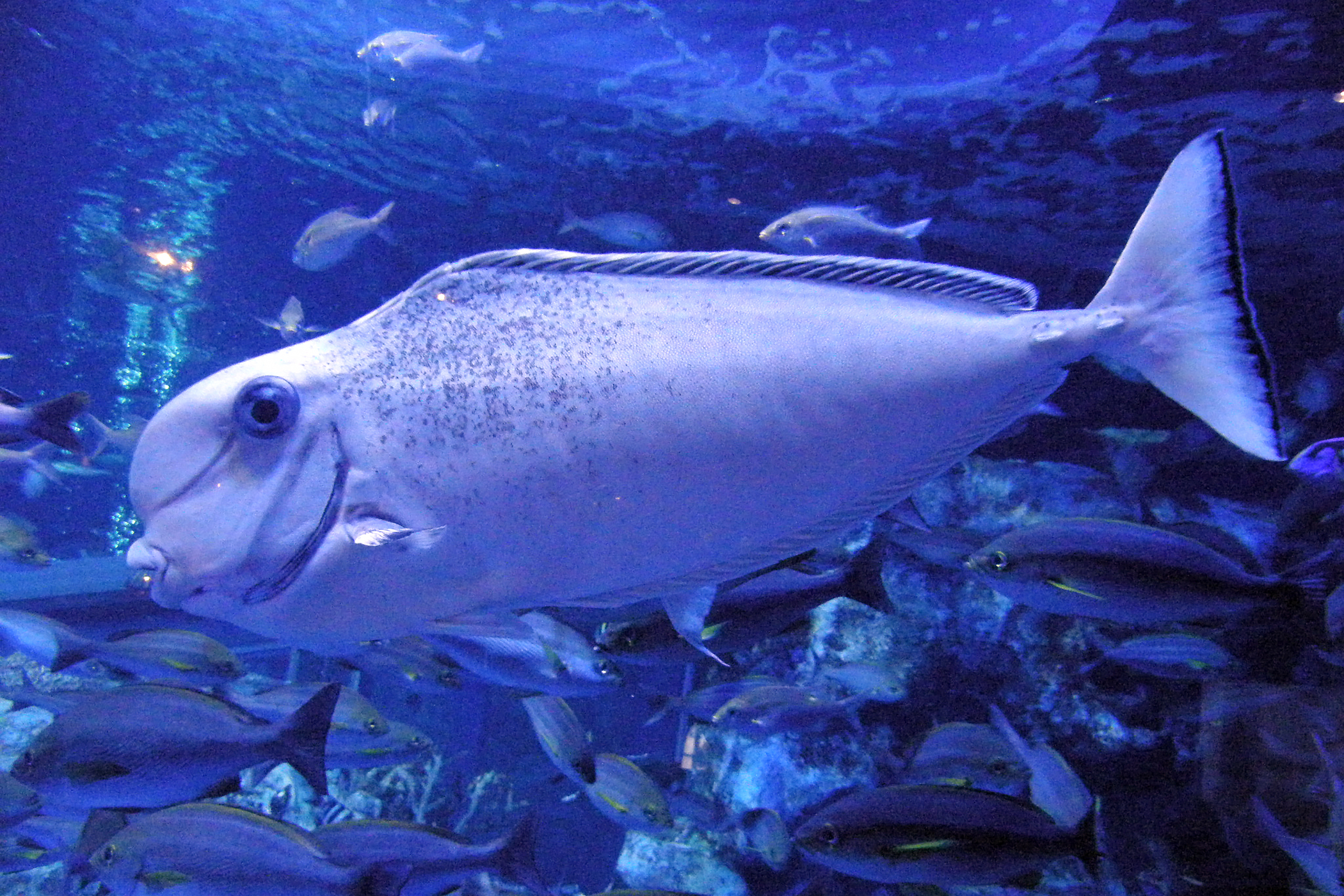 トサカハギ - 生きもの図鑑 鳥羽水族館